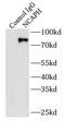 Non-SMC Condensin I Complex Subunit H antibody, FNab05579, FineTest, Immunoprecipitation image 
