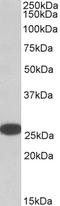 RAN Binding Protein 1 antibody, LS-B9188, Lifespan Biosciences, Western Blot image 