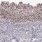 Metallothionein 1E antibody, HPA041152, Atlas Antibodies, Immunohistochemistry frozen image 