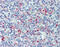 Selectin P antibody, 49-086, ProSci, Immunohistochemistry frozen image 