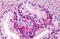 Growth Differentiation Factor 15 antibody, orb88189, Biorbyt, Immunohistochemistry paraffin image 