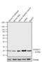 Small Ubiquitin Like Modifier 3 antibody, 700186, Invitrogen Antibodies, Western Blot image 