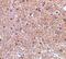 Reticulon 4 antibody, PA5-20367, Invitrogen Antibodies, Immunohistochemistry paraffin image 