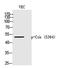 Protein-tyrosine kinase MPK-2 antibody, PA5-40214, Invitrogen Antibodies, Western Blot image 