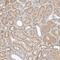 G Protein Subunit Beta 1 Like antibody, PA5-56996, Invitrogen Antibodies, Immunohistochemistry paraffin image 