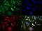Zinc finger protein GLI3 antibody, NBP2-29627, Novus Biologicals, Immunofluorescence image 