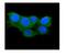Thioredoxin 2 antibody, M04586-2, Boster Biological Technology, Immunofluorescence image 