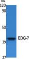 Lysophosphatidic Acid Receptor 3 antibody, A06597, Boster Biological Technology, Western Blot image 