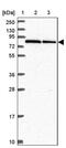 Ring Finger Protein 10 antibody, PA5-62658, Invitrogen Antibodies, Western Blot image 