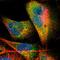 BAI1 Associated Protein 2 Like 2 antibody, NBP1-83596, Novus Biologicals, Immunofluorescence image 