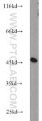 Nuclear Distribution C, Dynein Complex Regulator antibody, 10681-1-AP, Proteintech Group, Western Blot image 