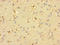 SMI19 antibody, LS-C379137, Lifespan Biosciences, Immunohistochemistry paraffin image 