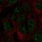 DNA Methyltransferase 3 Like antibody, HPA055234, Atlas Antibodies, Immunofluorescence image 