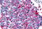 Frizzled Class Receptor 8 antibody, MBS243313, MyBioSource, Immunohistochemistry frozen image 