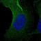 Asparagine Synthetase (Glutamine-Hydrolyzing) antibody, NBP2-55125, Novus Biologicals, Immunofluorescence image 