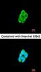 Aldehyde Dehydrogenase 1 Family Member A1 antibody, orb18294, Biorbyt, Immunofluorescence image 