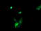 Kallikrein Related Peptidase 8 antibody, LS-C174698, Lifespan Biosciences, Immunofluorescence image 