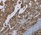 MAGE Family Member B18 antibody, PA5-50700, Invitrogen Antibodies, Immunohistochemistry paraffin image 