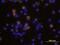 Interleukin 2 antibody, BAF1890, R&D Systems, Immunocytochemistry image 