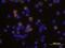 Interleukin 2 antibody, BAF1890, R&D Systems, Immunocytochemistry image 