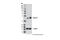 PTTG1 Regulator Of Sister Chromatid Separation, Securin antibody, 13445S, Cell Signaling Technology, Western Blot image 