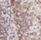 Deoxyribonuclease-2-beta antibody, FNab02478, FineTest, Immunohistochemistry paraffin image 