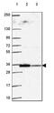 Thioredoxin-related transmembrane protein 2 antibody, HPA063763, Atlas Antibodies, Western Blot image 