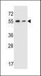 Tripartite Motif Containing 7 antibody, LS-C160211, Lifespan Biosciences, Western Blot image 