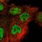 RNA Polymerase III Subunit H antibody, HPA046787, Atlas Antibodies, Immunofluorescence image 