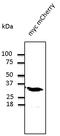 mCherry Tag  antibody, LS-C204207, Lifespan Biosciences, Western Blot image 