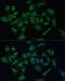 RNA Exonuclease 2 antibody, 16-244, ProSci, Immunofluorescence image 
