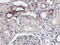 Neuroplastin antibody, M08495-1, Boster Biological Technology, Immunohistochemistry paraffin image 