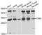 Cyclin Dependent Kinase 2 antibody, LS-C746724, Lifespan Biosciences, Western Blot image 