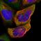 Interferon Regulatory Factor 3 antibody, HPA004895, Atlas Antibodies, Immunocytochemistry image 
