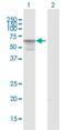 Adhesion Molecule With Ig Like Domain 3 antibody, H00386724-B01P, Novus Biologicals, Western Blot image 