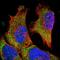 VPS37A Subunit Of ESCRT-I antibody, NBP1-81994, Novus Biologicals, Immunofluorescence image 