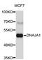 DnaJ Heat Shock Protein Family (Hsp40) Member A1 antibody, STJ23396, St John