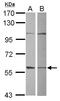 Glutamate Rich WD Repeat Containing 1 antibody, LS-C155558, Lifespan Biosciences, Western Blot image 