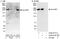 Structural Maintenance Of Chromosomes Flexible Hinge Domain Containing 1 antibody, A302-872A, Bethyl Labs, Immunoprecipitation image 