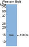 Vascular Endothelial Growth Factor B antibody, LS-C299020, Lifespan Biosciences, Western Blot image 