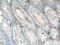 Solute Carrier Family 35 Member A1 antibody, 16342-1-AP, Proteintech Group, Immunohistochemistry frozen image 