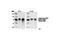 Ezrin antibody, 3141L, Cell Signaling Technology, Western Blot image 