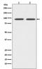 CD19 antibody, M00154-1, Boster Biological Technology, Western Blot image 