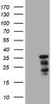 Jun Proto-Oncogene, AP-1 Transcription Factor Subunit antibody, TA800615BM, Origene, Western Blot image 