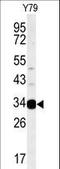 Androgen Induced 1 antibody, LS-C156189, Lifespan Biosciences, Western Blot image 