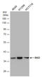 G Protein-Coupled Receptor Class C Group 5 Member A antibody, GTX108135, GeneTex, Western Blot image 