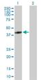 F-Box And Leucine Rich Repeat Protein 8 antibody, H00055336-D01P, Novus Biologicals, Western Blot image 