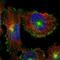 Myoferlin antibody, PA5-53134, Invitrogen Antibodies, Immunofluorescence image 