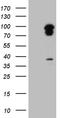 TRAF-Type Zinc Finger Domain Containing 1 antibody, LS-C794873, Lifespan Biosciences, Western Blot image 