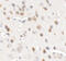 Chromodomain-helicase-DNA-binding protein 7 antibody, 6441, ProSci Inc, Immunohistochemistry frozen image 